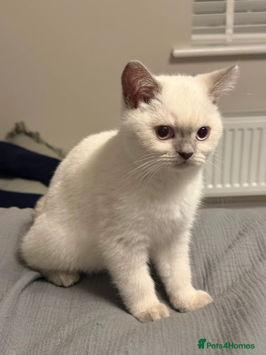 British Shorthair cats for sale: Lilac point female gccf reg - Advert 1