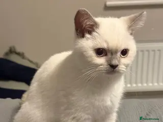British Shorthair cats Lilac point female gccf reg - Advert 17