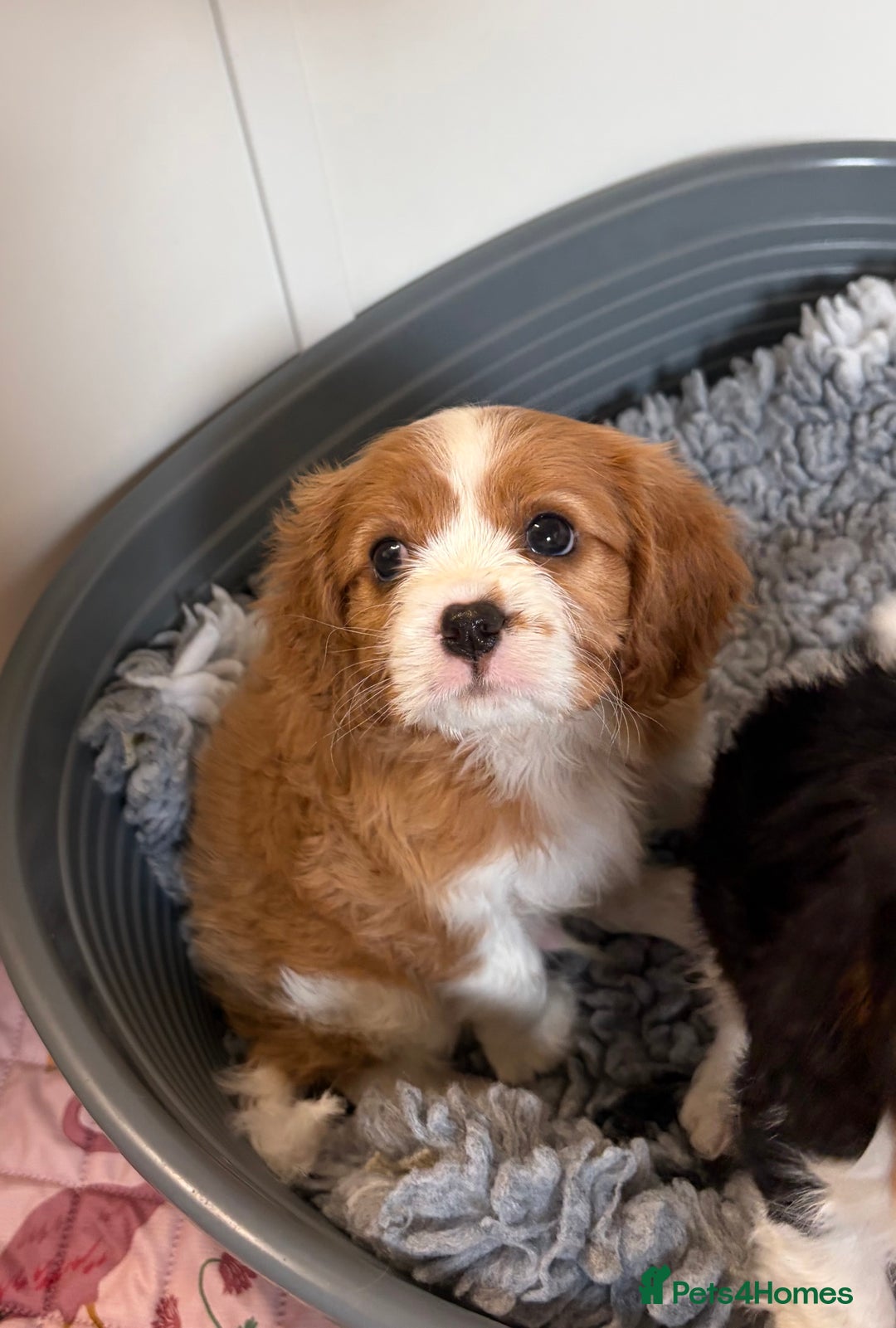 Cavalier King Charles Spaniel dogs for sale: Beautiful Cavalier King Charles Puppies - Advert 1