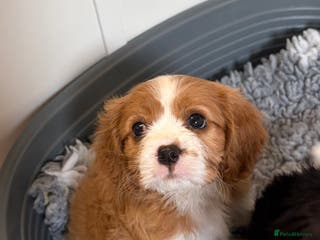 Cavalier King Charles Spaniel dogs Beautiful Cavalier King Charles Puppies - Advert 9