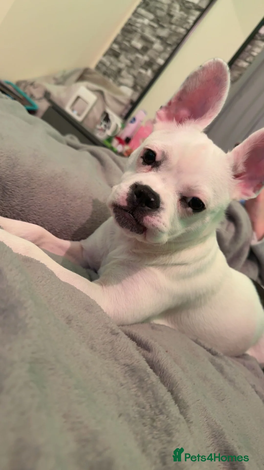 Mixed Breed dogs for sale: Staffy x French bulldog  - Advert 2
