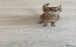 Bengal cats for sale: Beautiful male Bengal-BSH cross kitten - Image 6