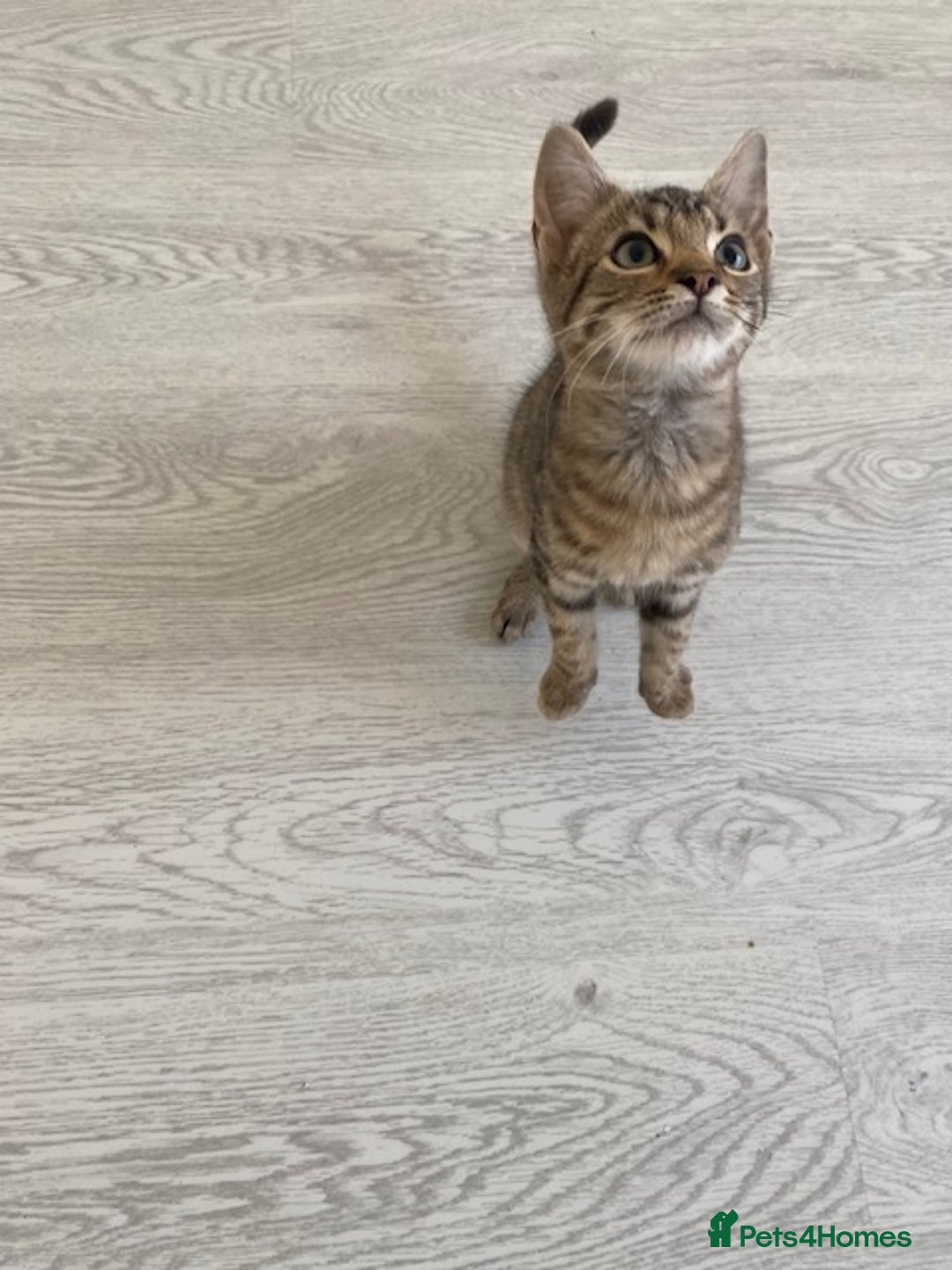 Bengal cats for sale: Beautiful male Bengal-BSH cross kitten - Image 6