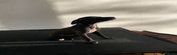 Mixed Breed dogs for sale: Italian greyhound x patterdale - Advert 5