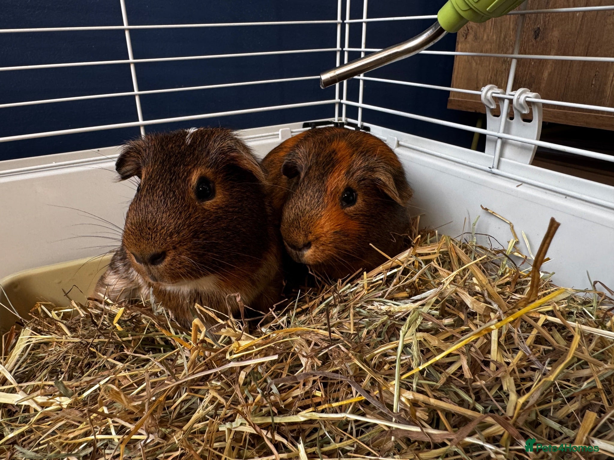 Guinea Pig rodents 2 Bonded Male Guinea Pigs + Full Setup & Extras - Advert 1