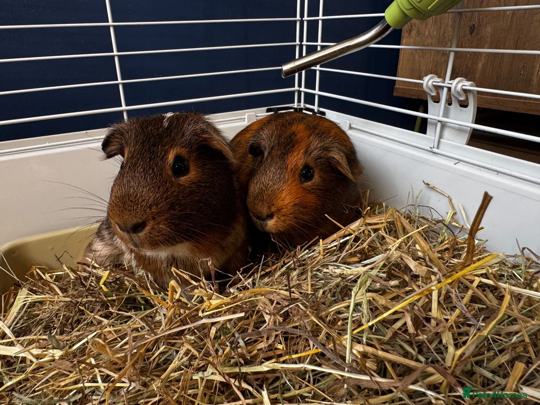 Guinea Pig rodents for sale: 2 Bonded Male Guinea Pigs + Full Setup & Extras in Oswestry - Advert 1