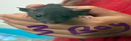 Rat rodents for sale: Dumbo rats in Manningtree - Advert 9