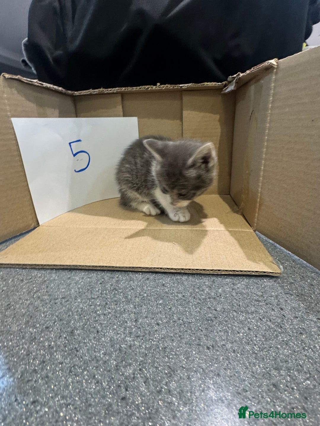 Mixed Breed cats for sale: British shorthair mix kittens  - Advert 18