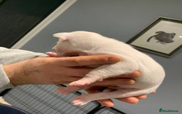 Staffordshire Bull Terrier dogs for sale: Staffordshire Bull terrier Puppies  - Image 8