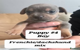 Mixed Breed dogs for sale: Frenchie/Dachshund puppies - Image 10