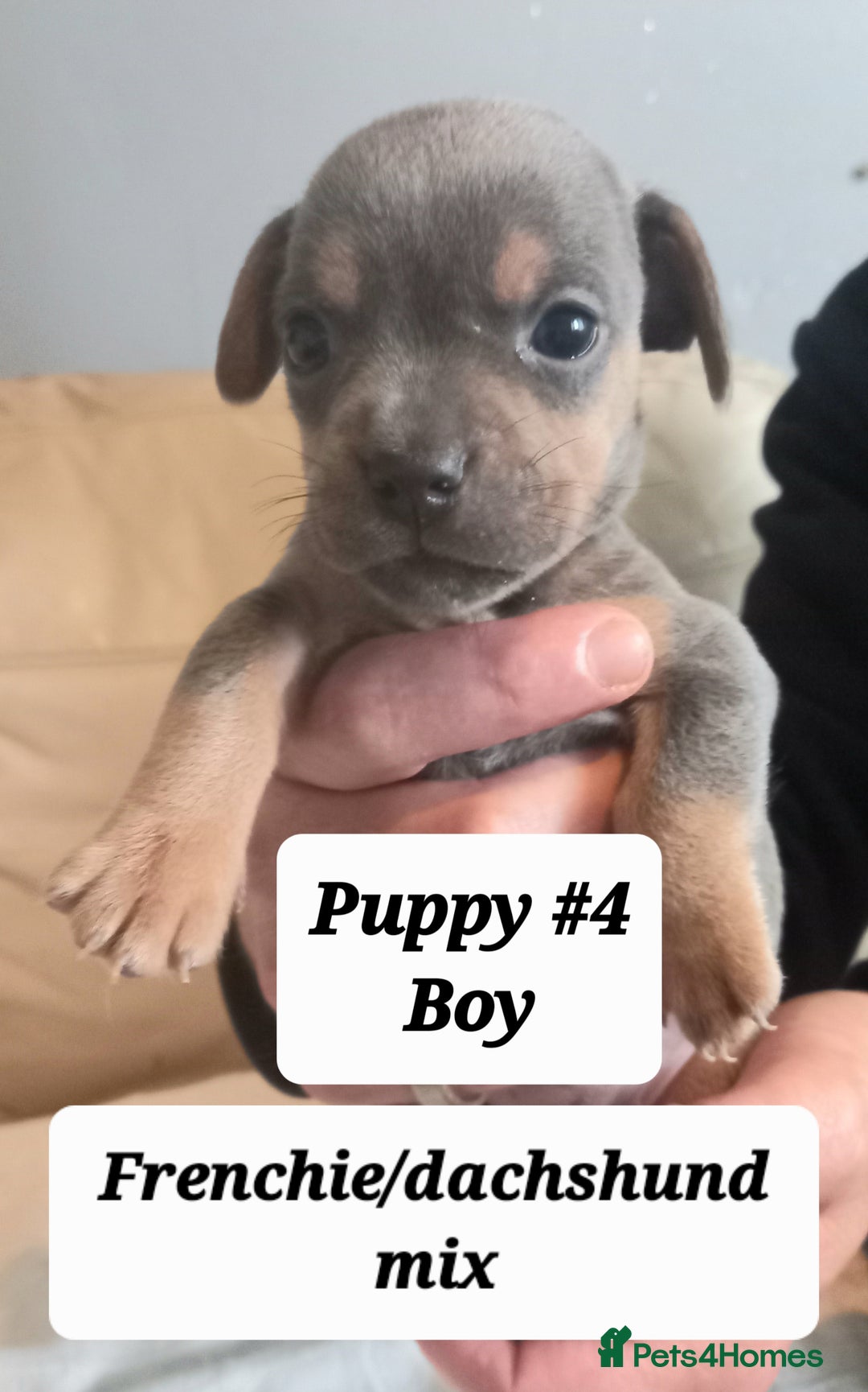 Mixed Breed dogs for sale: Frenchie/Dachshund puppies - Image 10