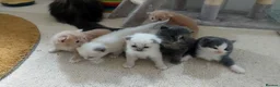 Ragdoll cats for sale: X6 Beautiful Ragdoll/Persian "Perdoll" Kittens - Advert 36