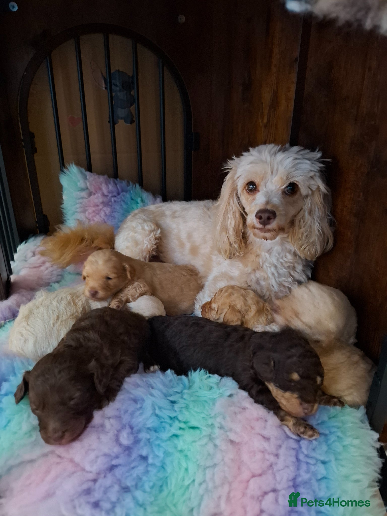 Cavapoo dogs Beautiful cavapoo - Advert 2