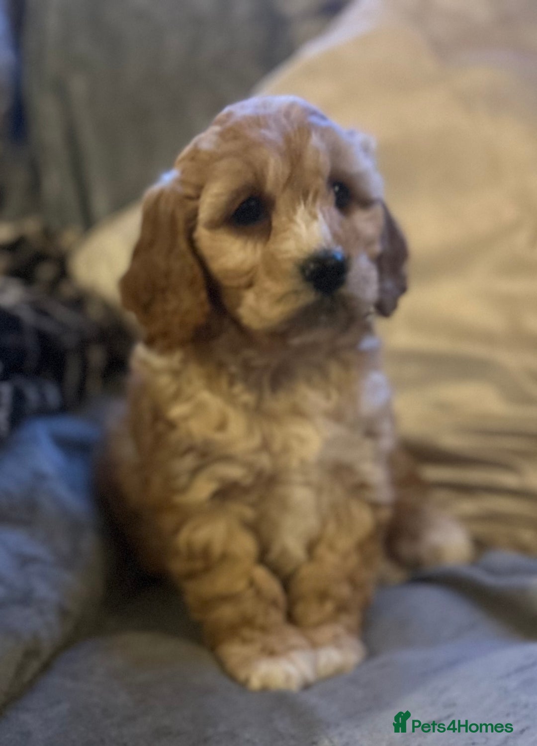 Cockapoo dogs for sale: Cockapoo Puppy - Advert 5