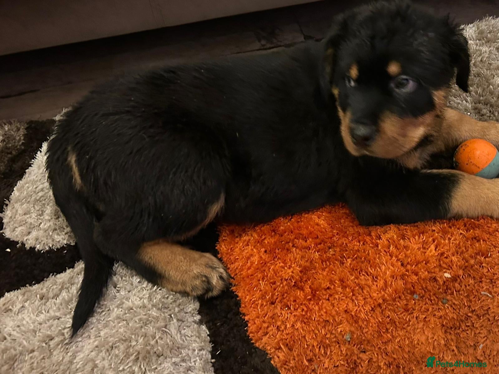 Rottweiler dogs (1 BOY) left READY TOGO Chunky Rottweilerfor sale - Advert 9