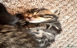 Mixed Breed cats for sale: Kittens for sale - Image 9