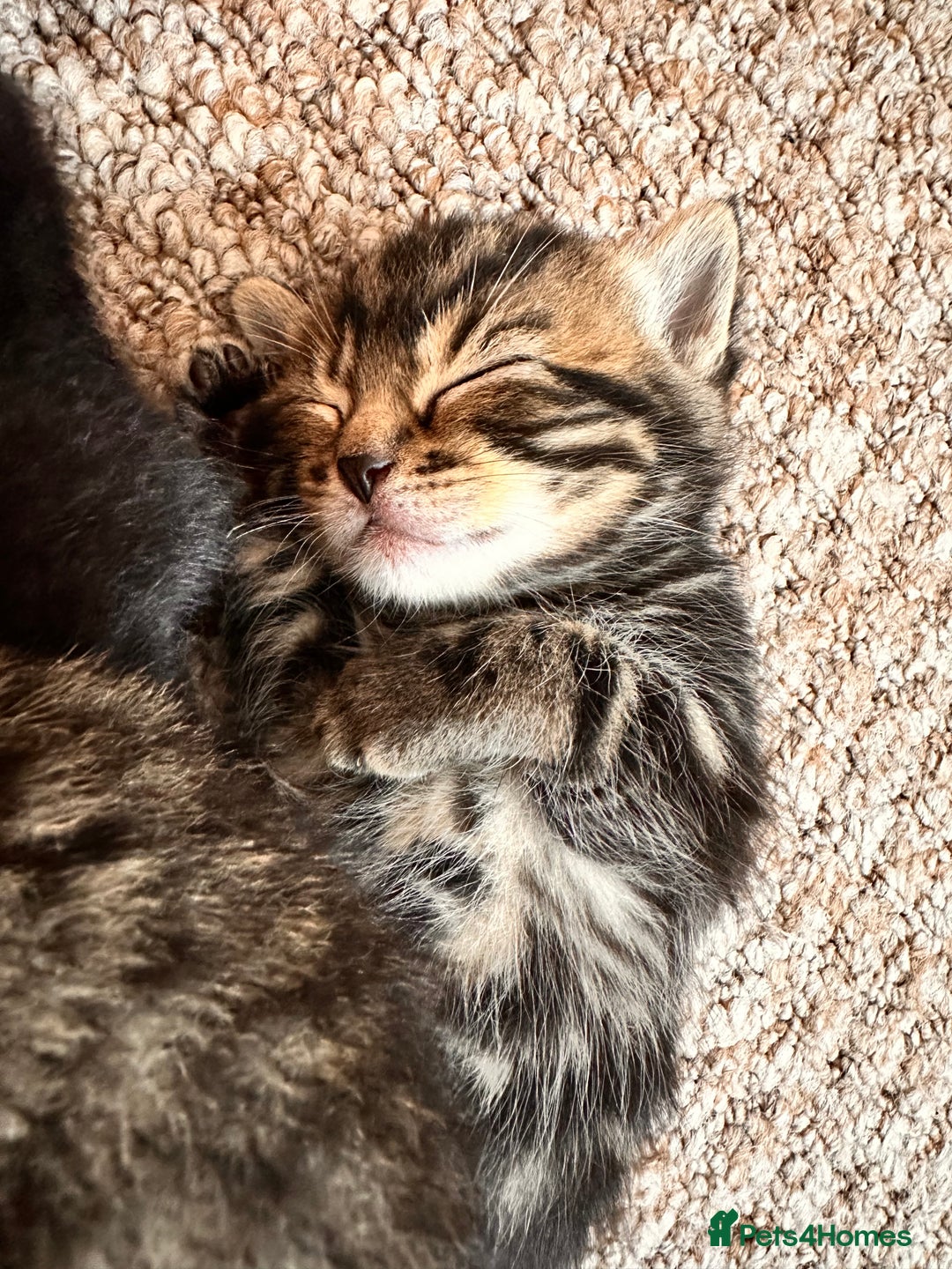 Mixed Breed cats for sale: Kittens for sale - Image 9