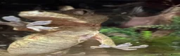 Gecko reptiles for sale: Chahoua Mossy Gecko - Advert 3