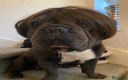 French Bulldog dogs for sale: Male French bull dog  - Image 2