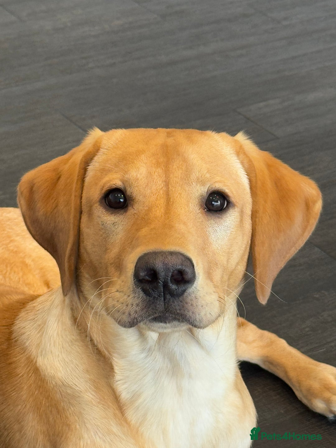 Labrador Retriever dogs for sale: Labrador  - Image 2