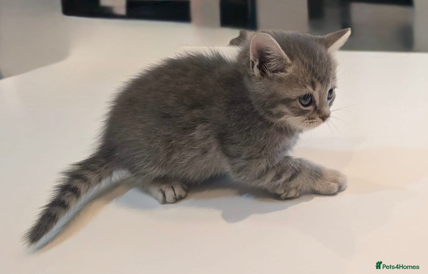 Scottish Fold cats for sale: Only 3 girls left! Scottish straight grey tabby 😻 - Advert 15