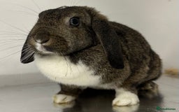 Mini Lop rabbits for sale: Beautiful petal the mini lop - Image 1