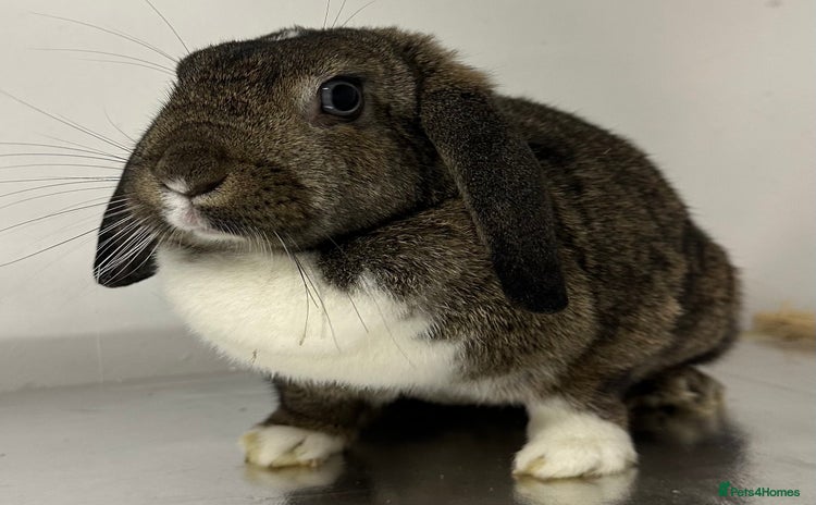 Mini Lop rabbits - Advert 1