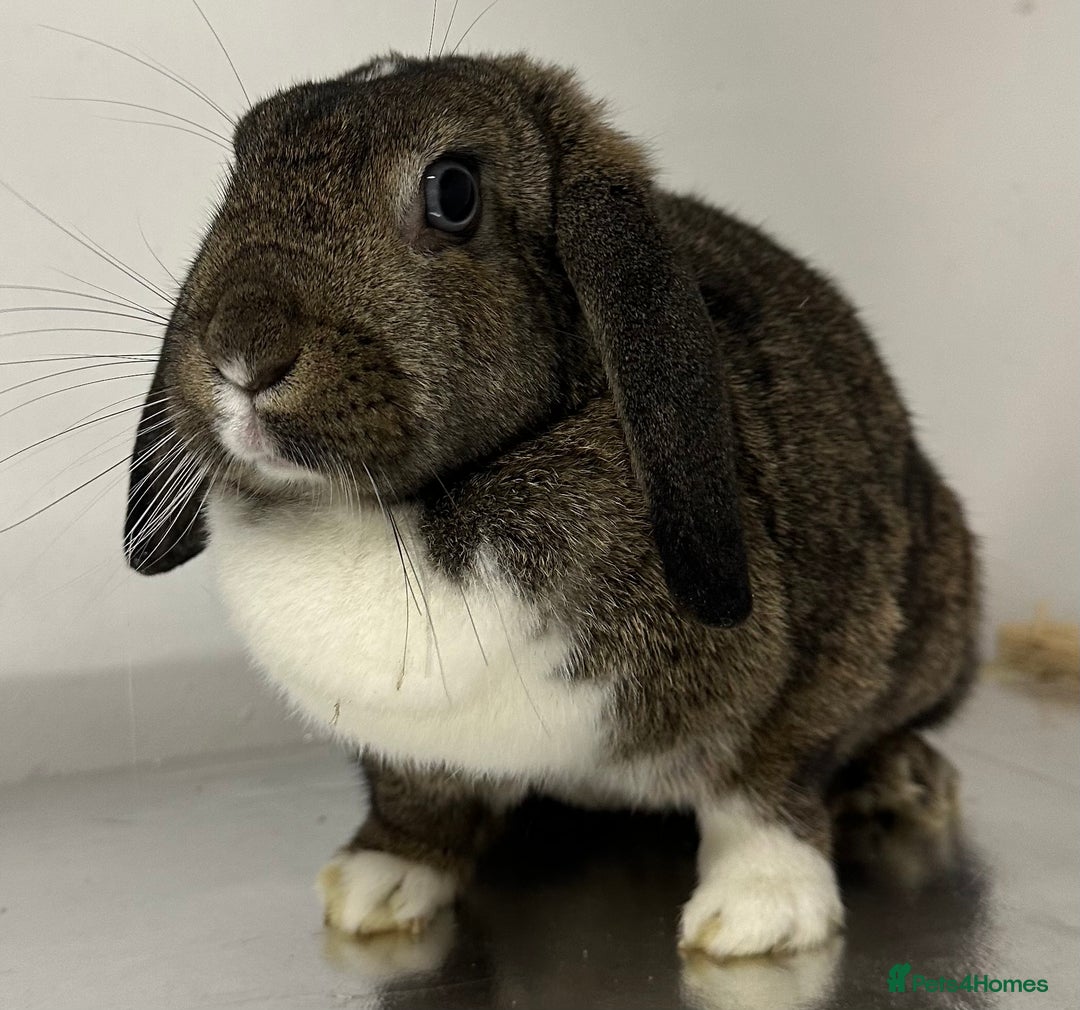 Mini Lop rabbits for sale: Beautiful petal the mini lop - Image 1