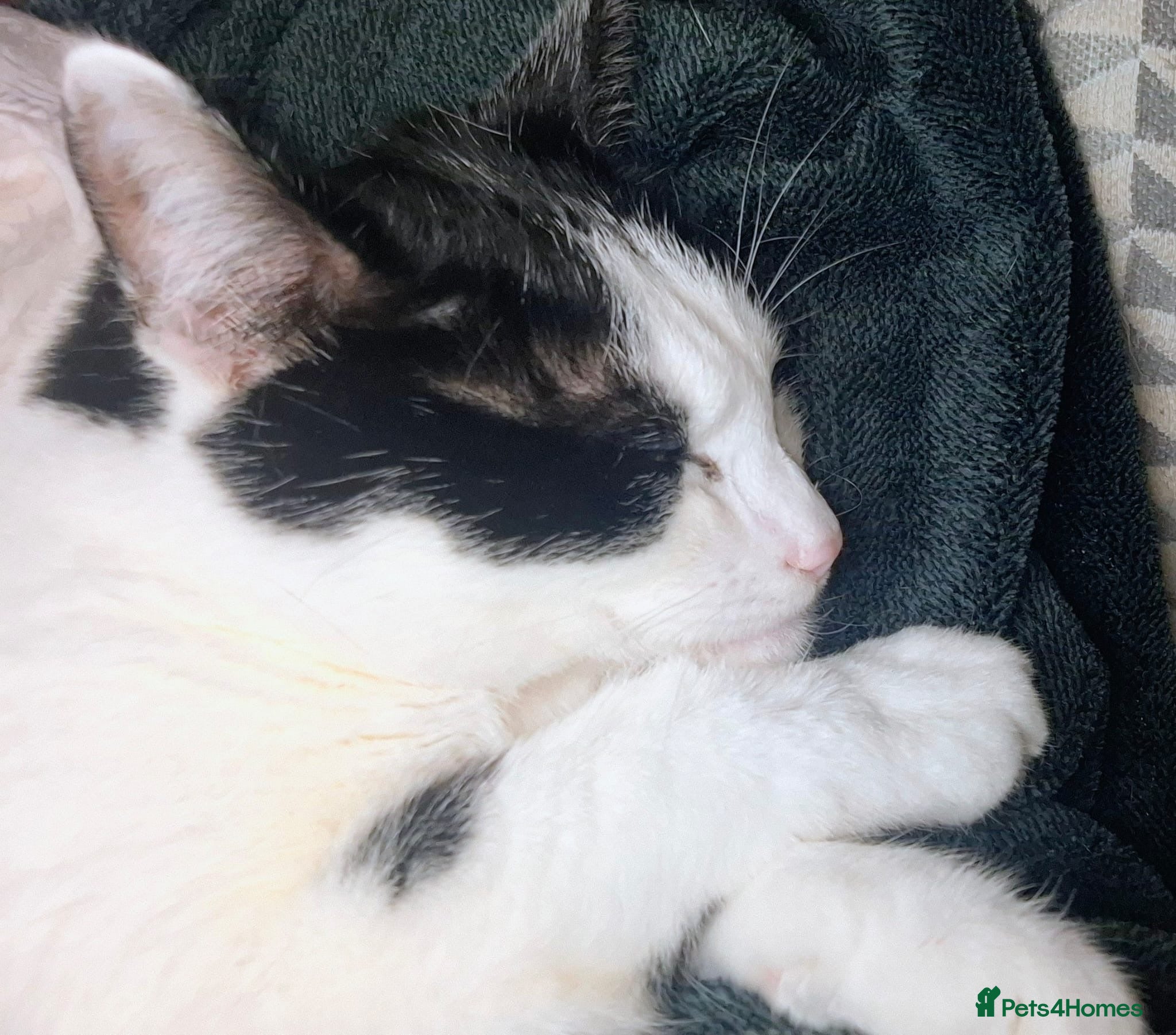 Mixed Breed cats 16 Month Old Cat - Looking for a Loving Home - Advert 1