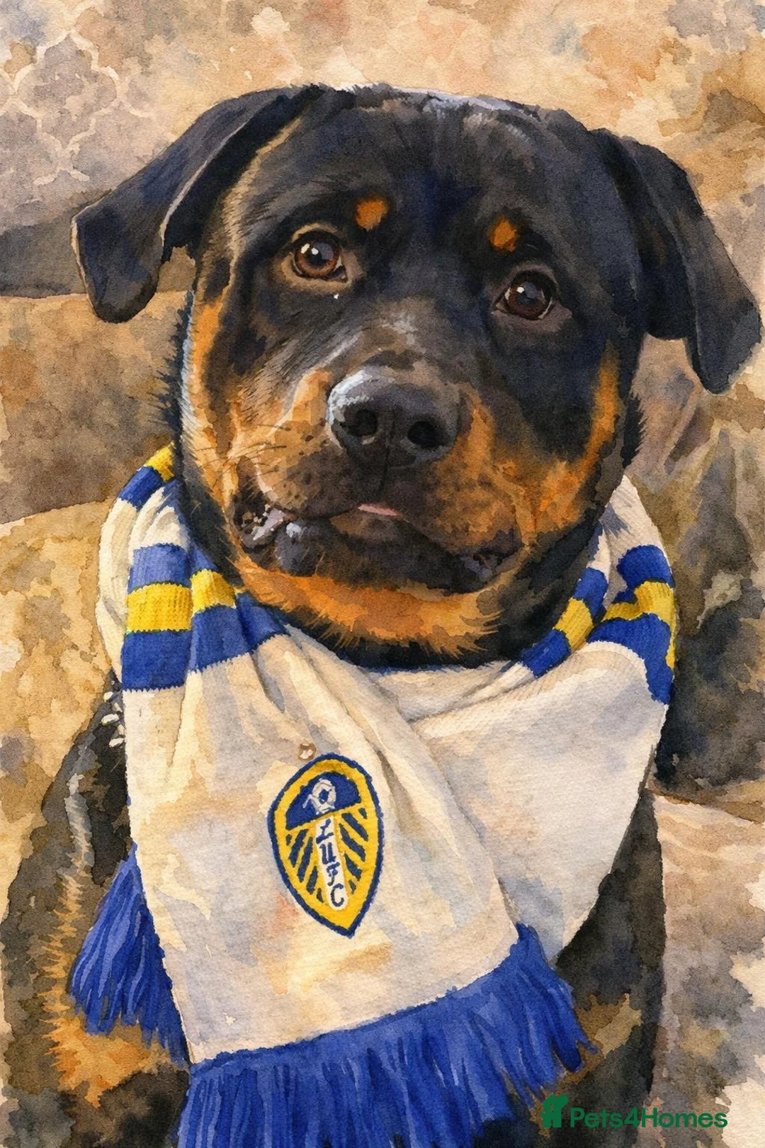 Rottweiler dogs for stud: FOR STUD ROTTWEILER  - Advert 2