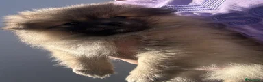 Pomeranian Puppy 2
