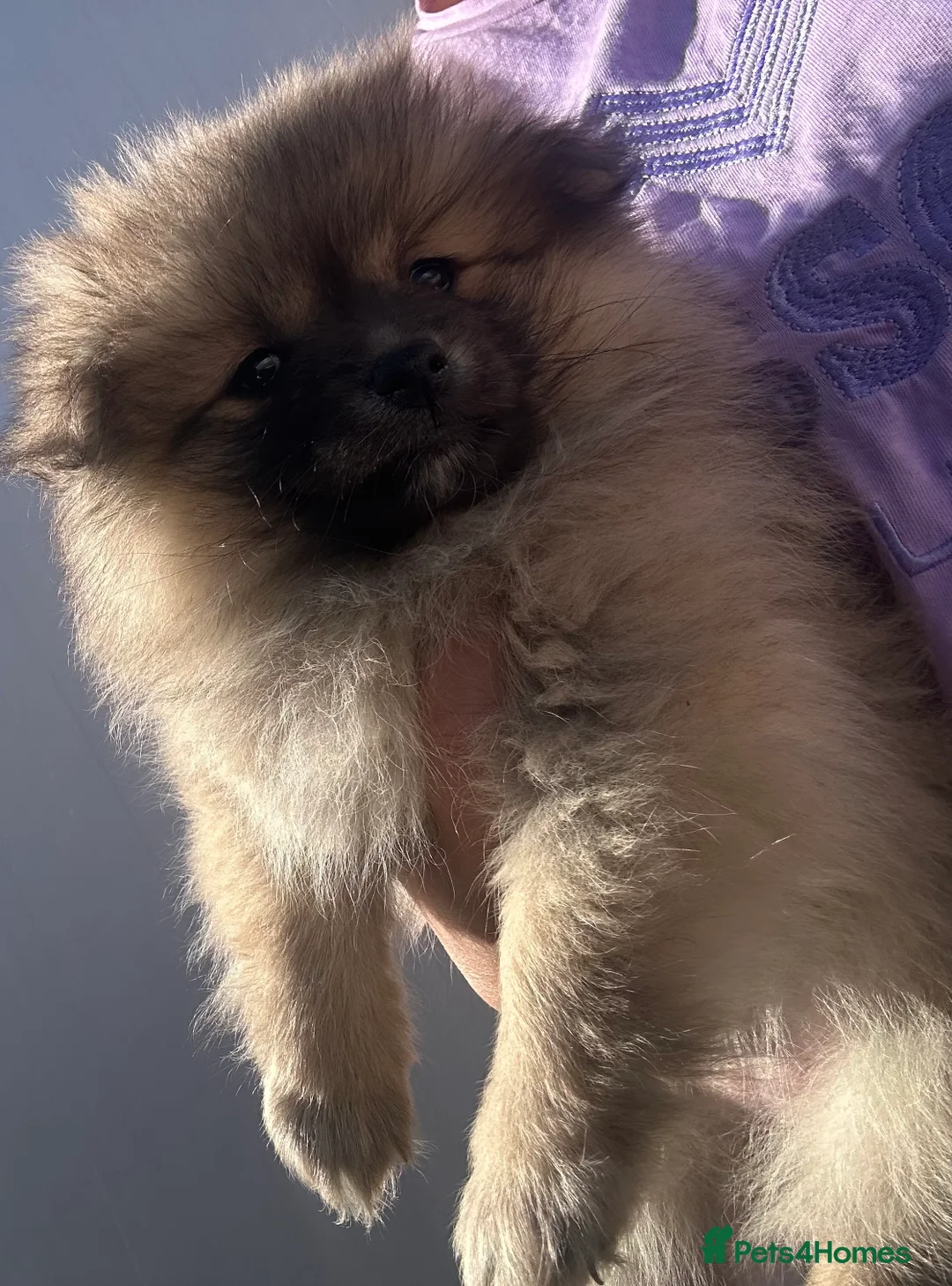 Pomeranian dogs for sale: Miniature Pomeranian puppies  in Doncaster - Advert 2