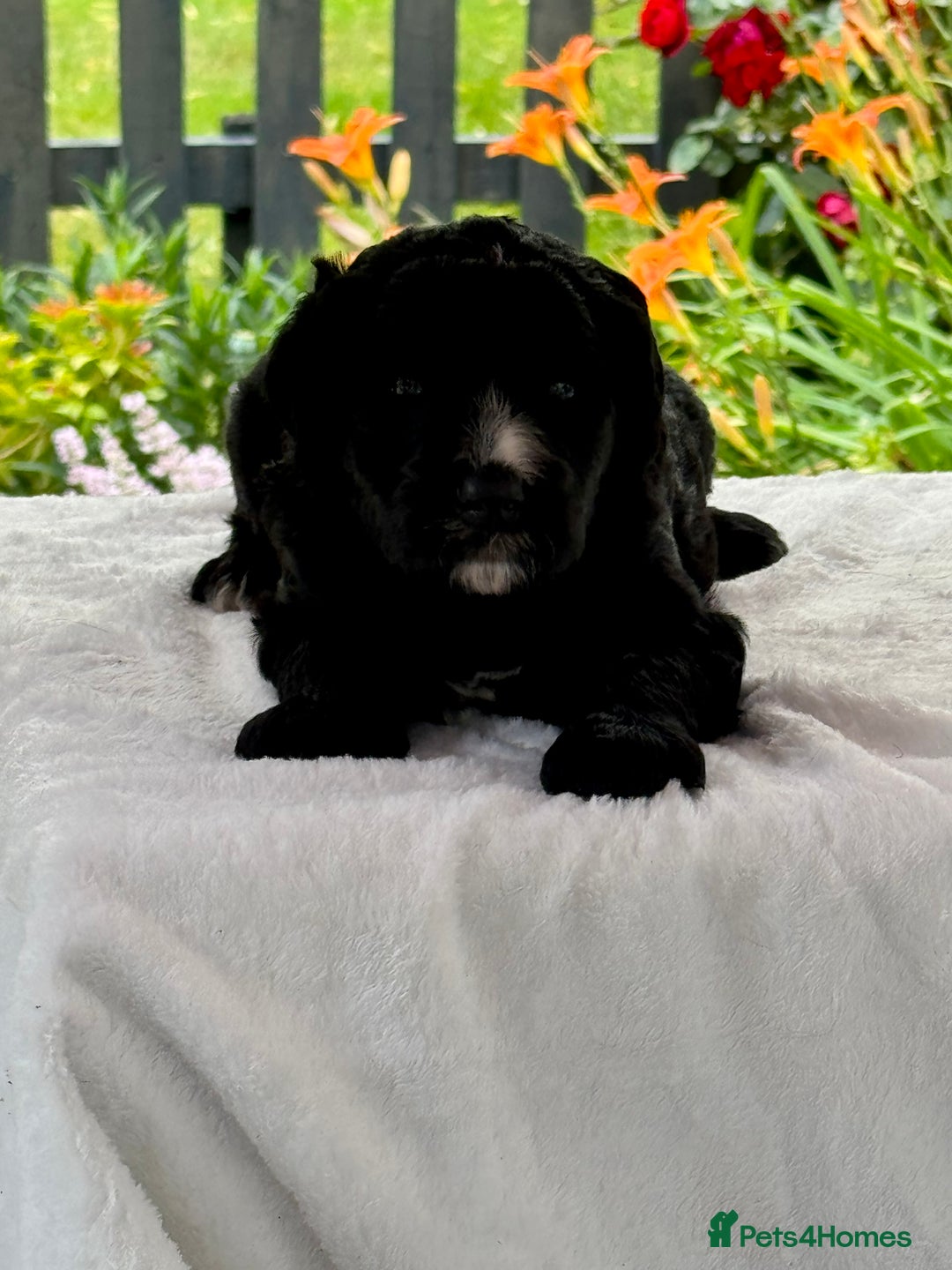 Bernedoodle dogs for sale: 1 boy left gorgeous f1 medium bernedoodle puppies  in Market Drayton - Image 20