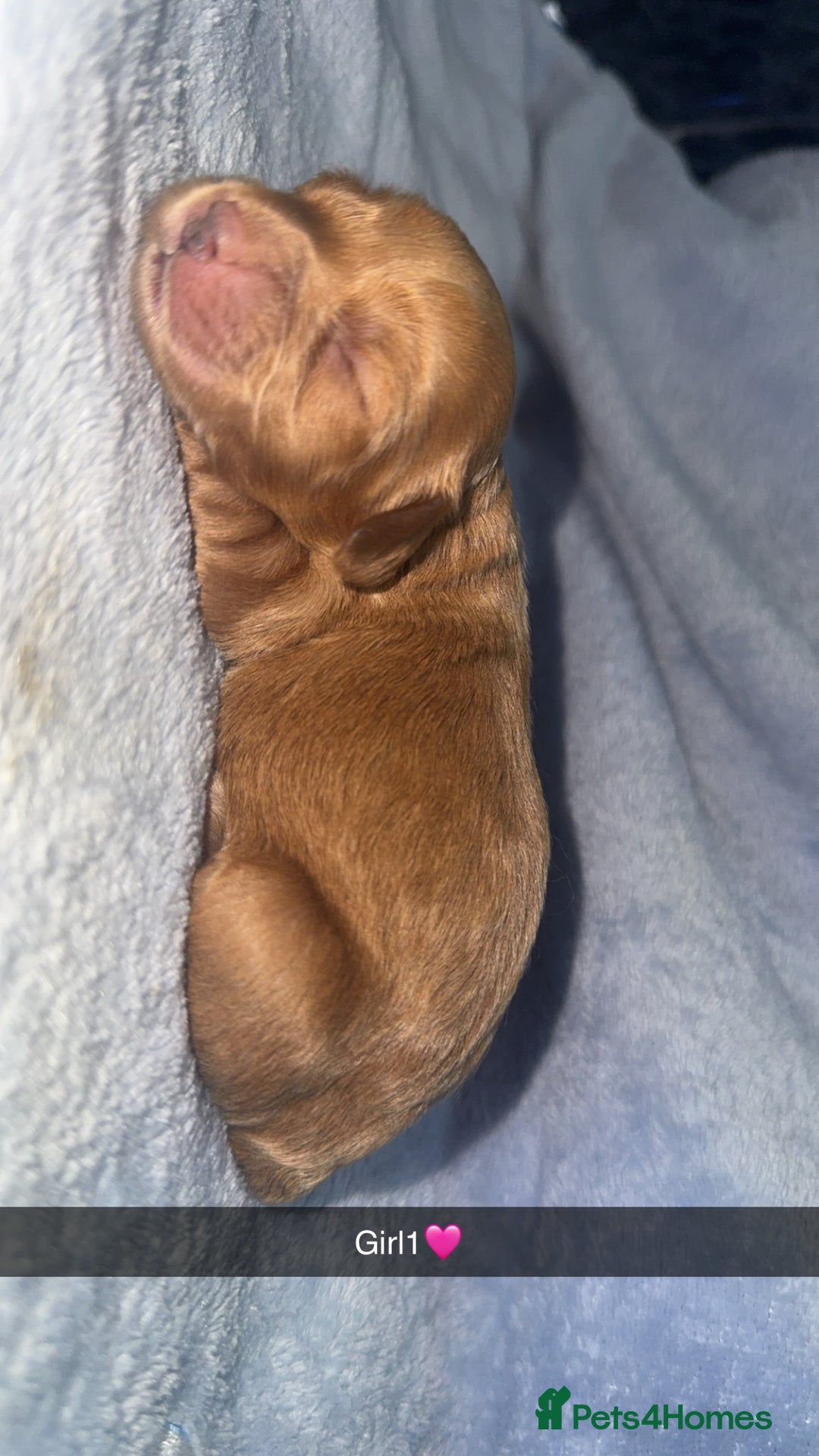 Cockapoo dogs for sale: Toy F1B cockapoo  - Image 7