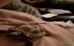 Tortoise reptiles for sale: 3yr old horsefield Tortoise (PENDING COLLECTION)  - Image 6