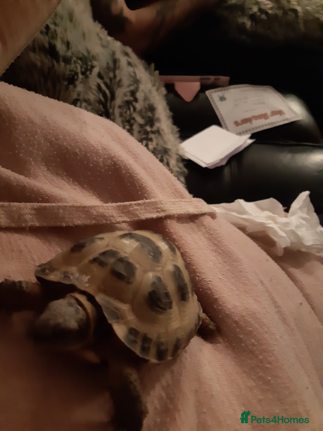 Tortoise reptiles for sale: 3yr old horsefield Tortoise (PENDING COLLECTION)  - Image 6