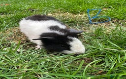 Guinea Pig rodents for sale: Male and Female Guinea Pigs For Sale  - Image 17