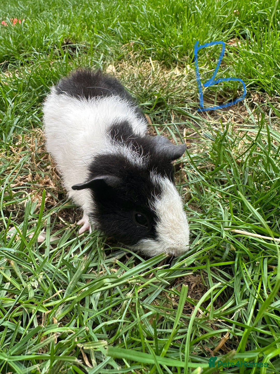 Guinea Pig rodents for sale: Male and Female Guinea Pigs For Sale  - Image 17
