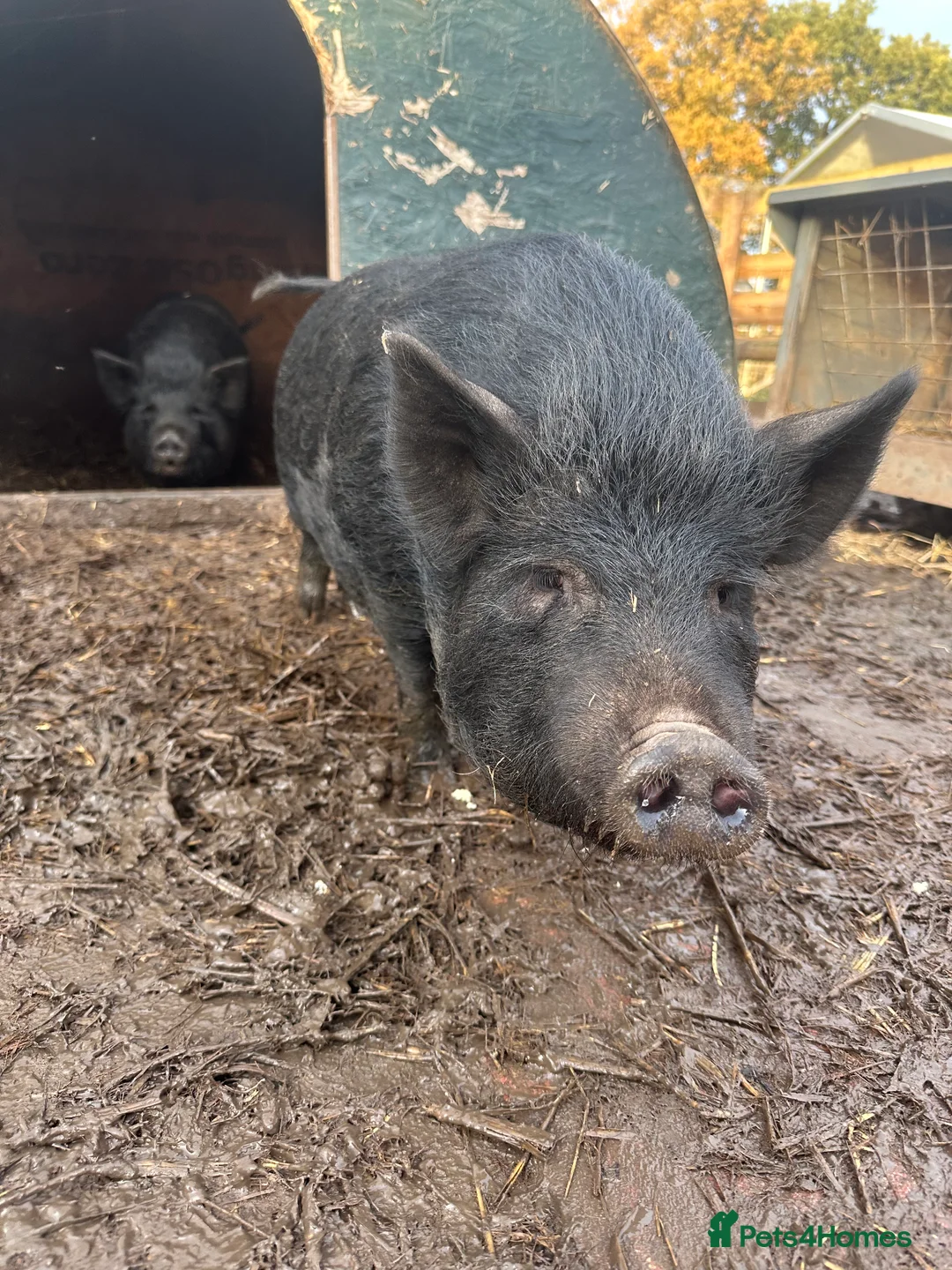 Pig livestock for sale: Micro pigs  - Advert 2