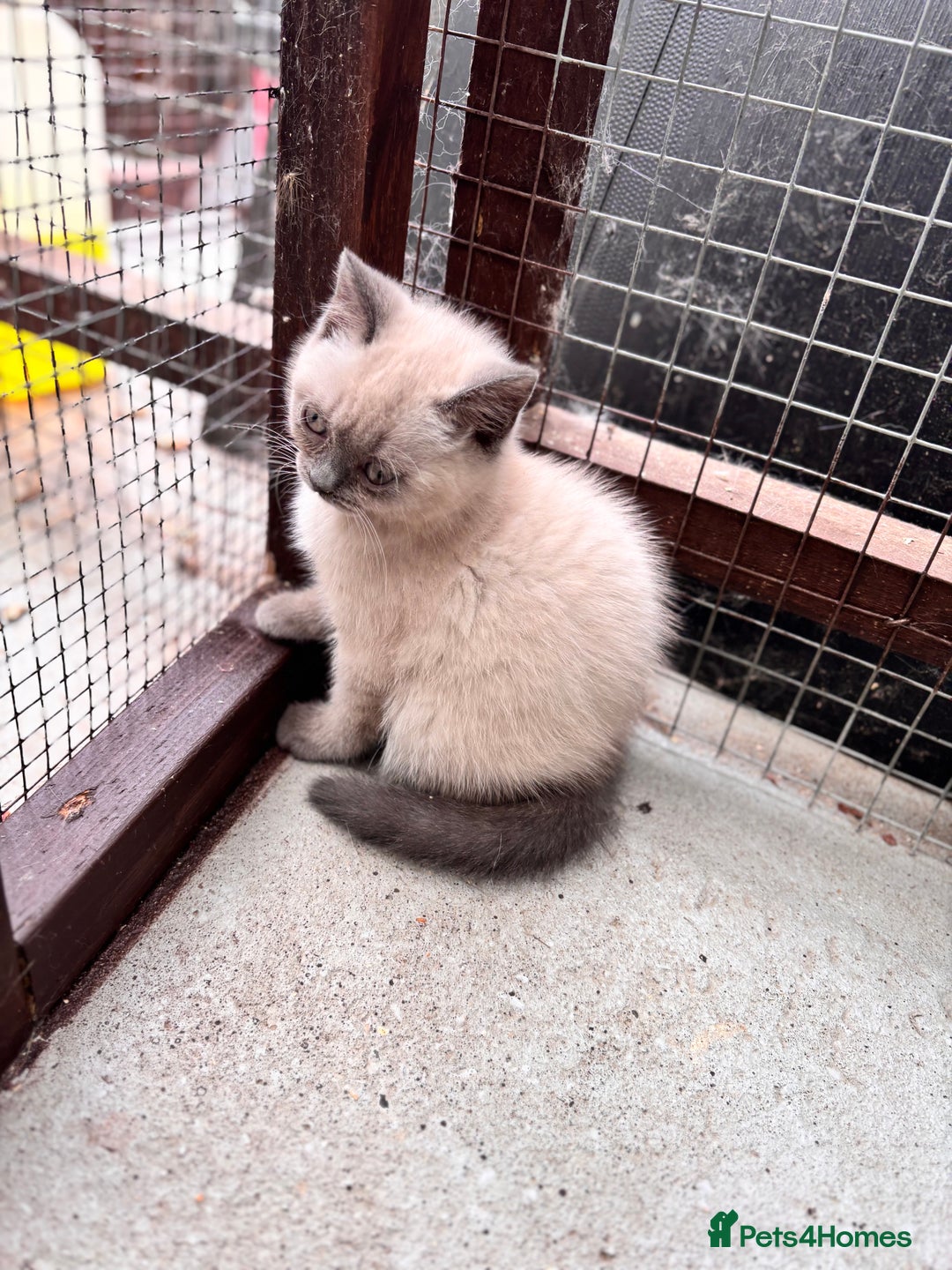 British Shorthair cats for sale: British shorthair GGCF Blue colourpoint kittens  - Image 7