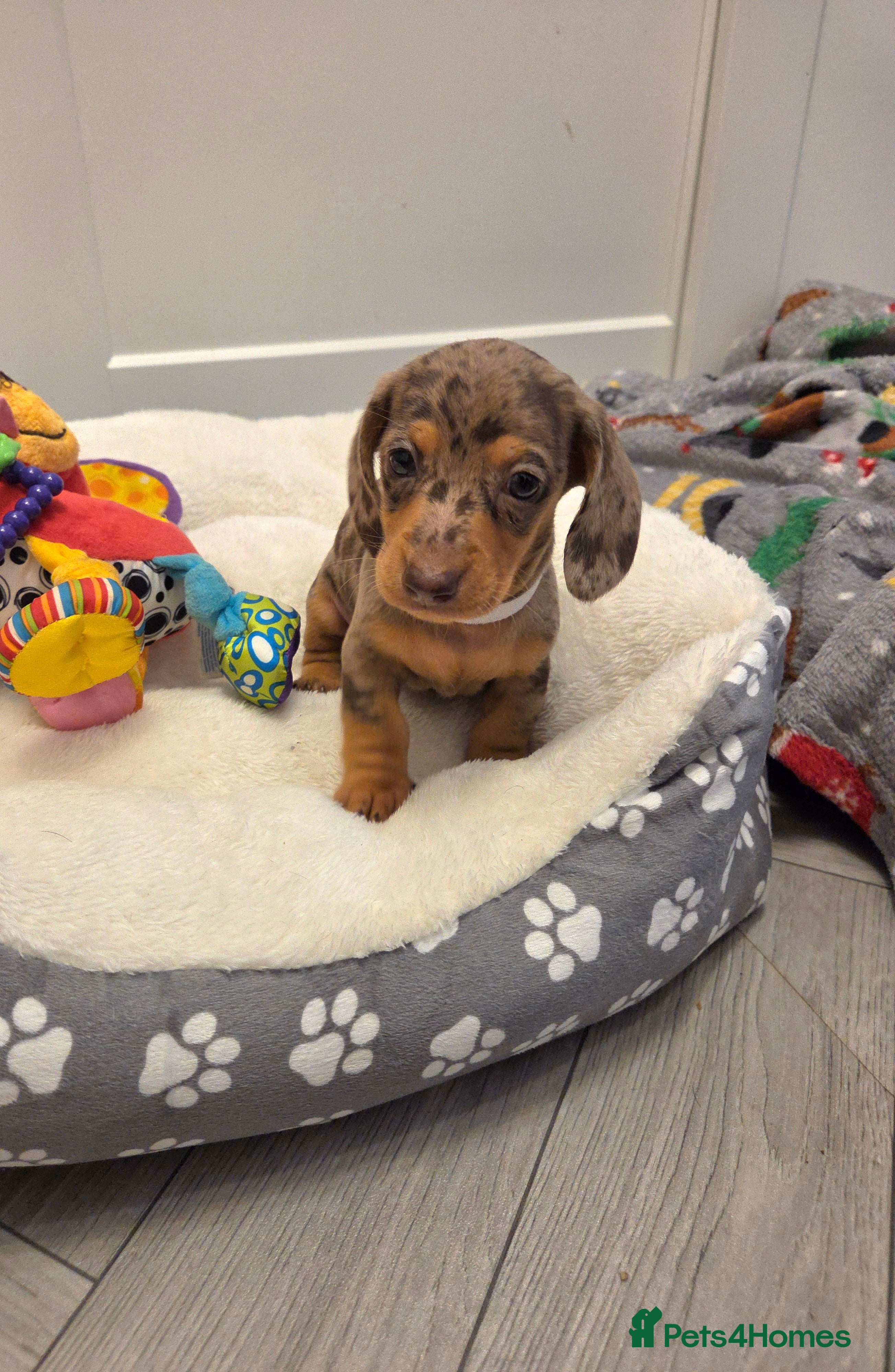 Miniature Dachshund dogs Kc Miniature Dachshunds  puppies  - Advert 1