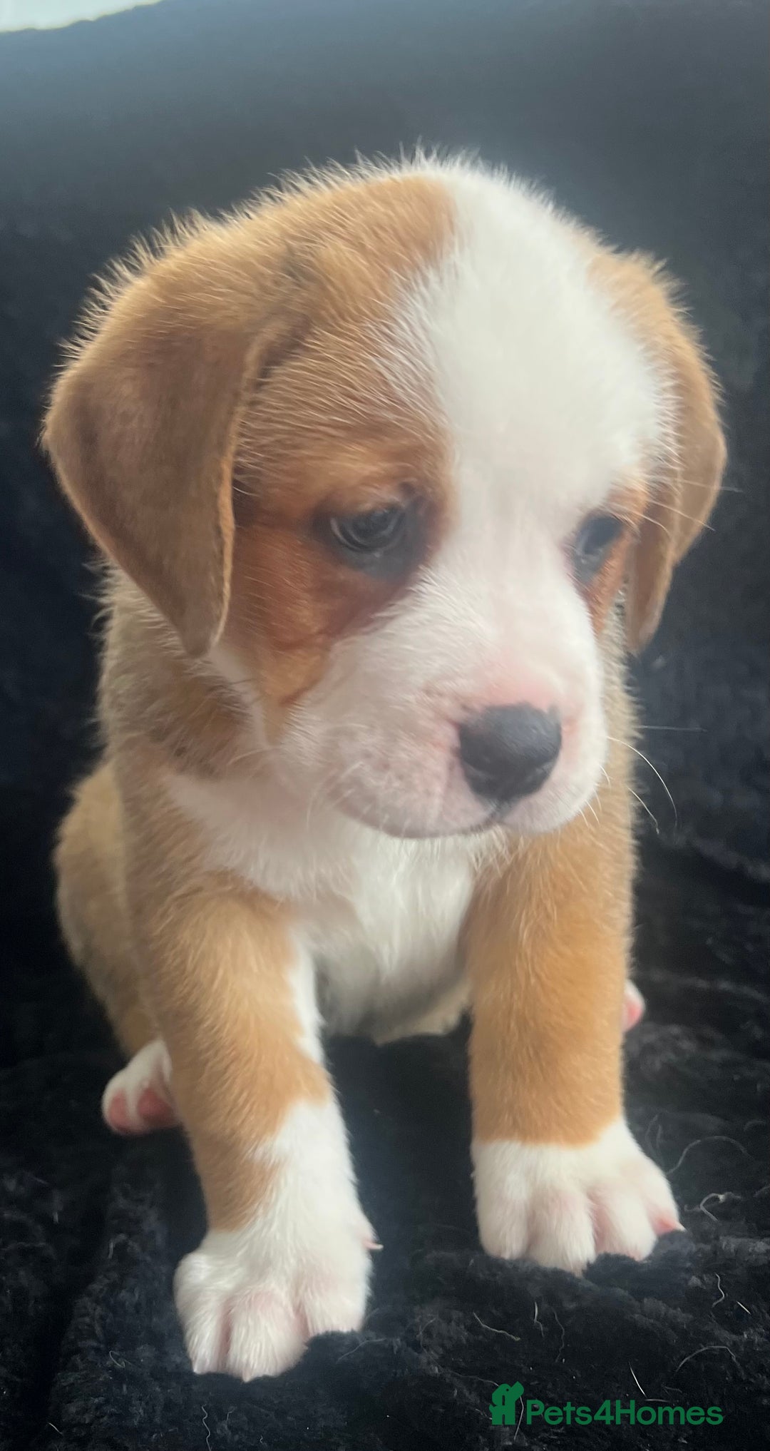 Mixed Breed dogs for sale: American Bulldog X Bernese mountain Dogs  - Image 1