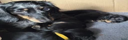 Miniature Dachshund dogs for sale: **Mini Dachshunds KC Long Haired** - Advert 3