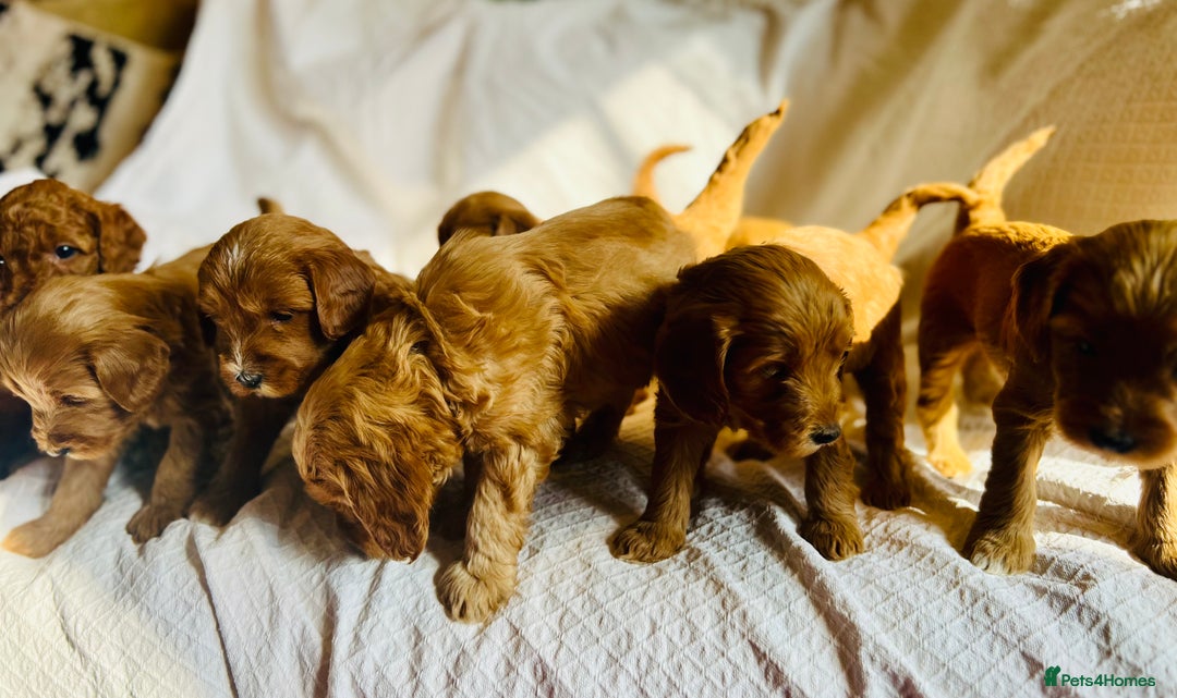 Double Doodle dogs for sale: Goldendoodle Turquoise Girl - Miniature GOLDENDOODLE puppies - Image 1