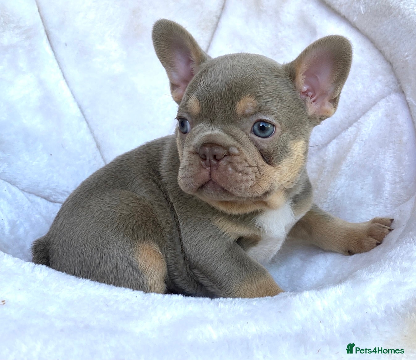 French Bulldog dogs LAST ONE LEFT!! NEWSHADE ISABELLA MALE - Advert 1
