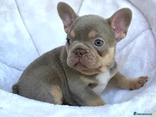 French Bulldog dogs LAST ONE LEFT!! NEWSHADE ISABELLA MALE - Advert 1