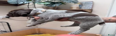 Puppy 5