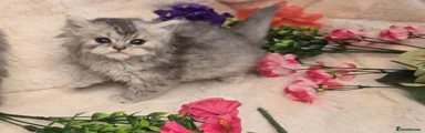 Persian Kitten 4