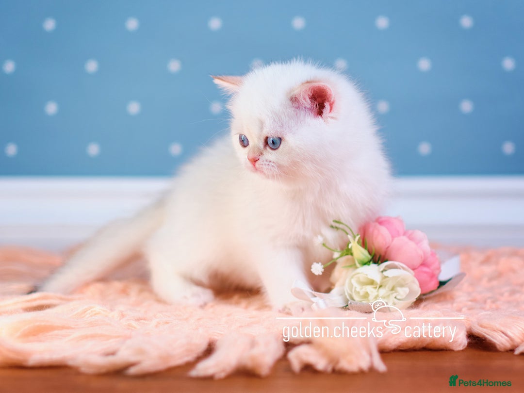 British Shorthair cats for sale: Show-Quality British Shorthair Kittens - Advert 4