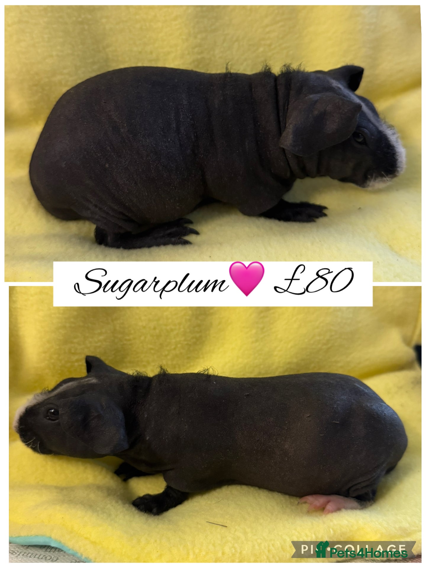 Guinea Pig rodents Skinny pigs  - Advert 8